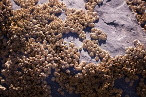 Barnacles