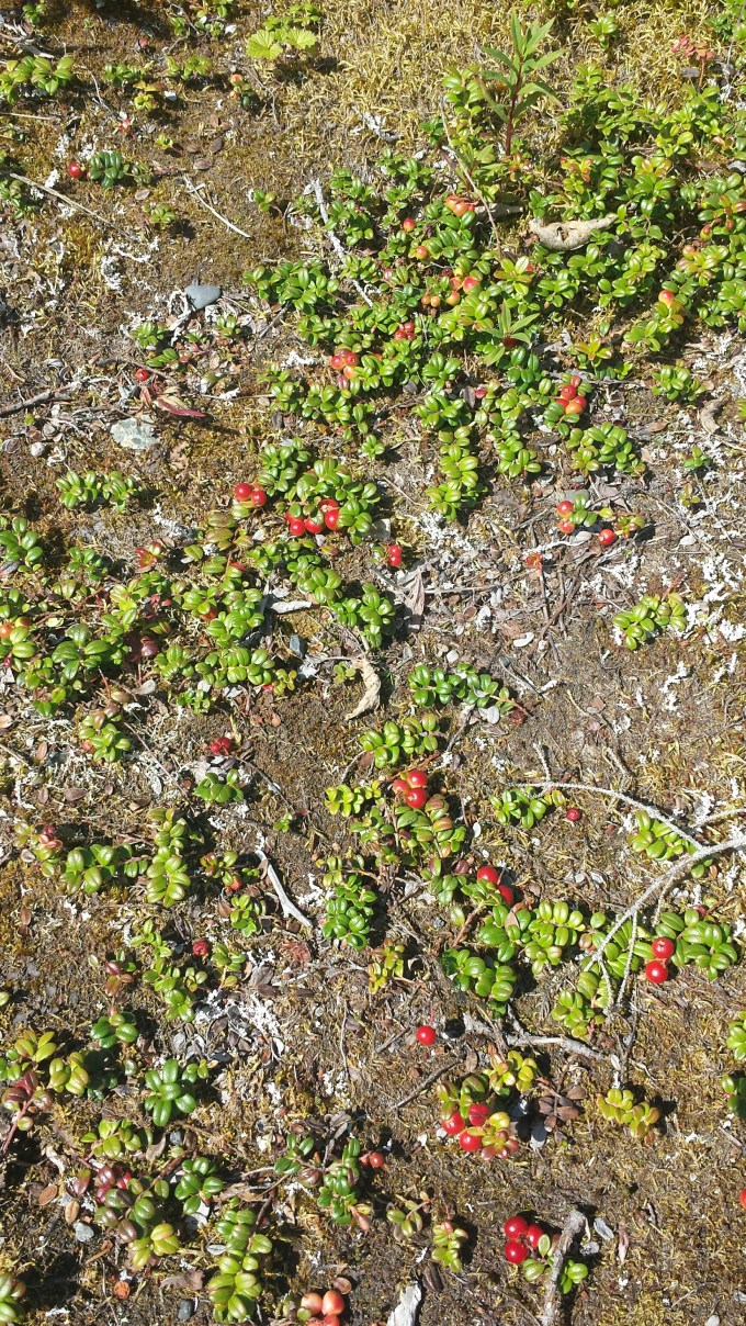 20150719_134037_resized